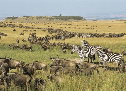 Maasai Mara Classic Safari