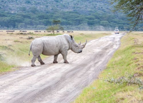 Kenya Wildlife & Great Lakes Safari