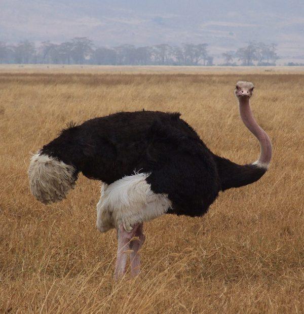 Maasai Ostrich