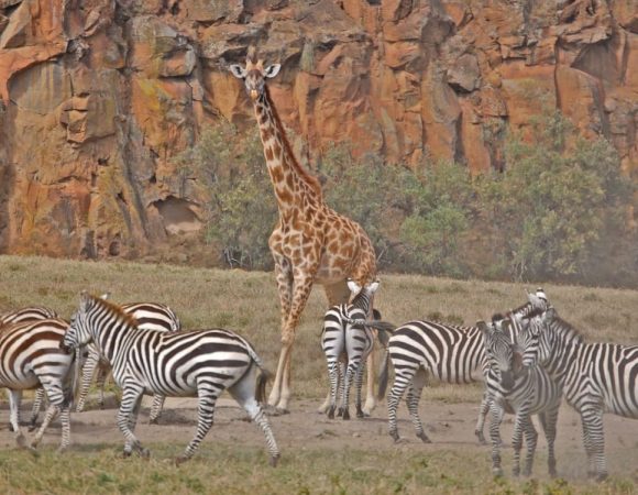 Day Tour of Hells Gate National Park