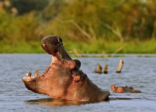 Weekend at Lake Naivasha