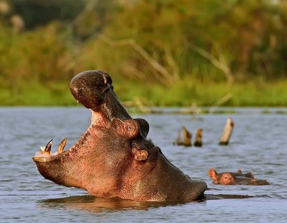 Weekend at Lake Naivasha