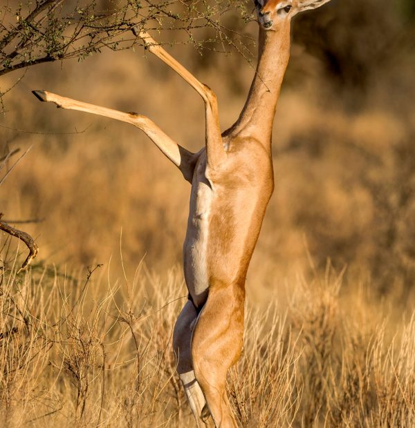 Gerenuk