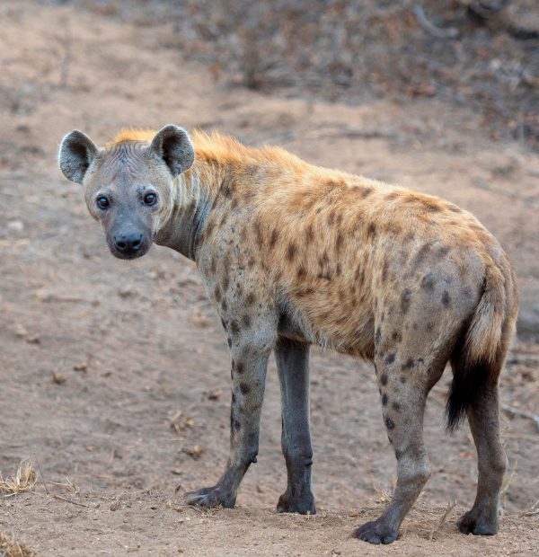 Spotted hyena