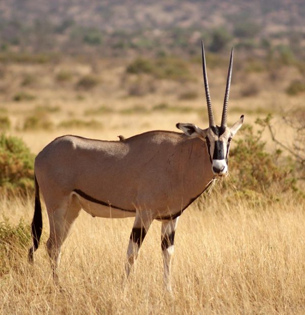 Beisa Oryx