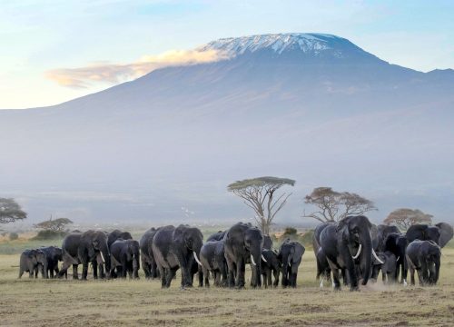 2 Nights Amboseli National Park Safari