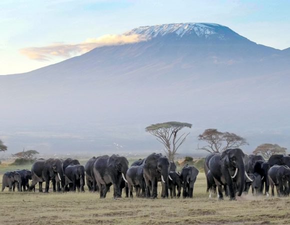 2 Nights Amboseli National Park Safari