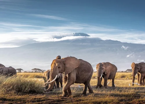 Exploring Kenya’s National Parks: A Wildlife Odyssey