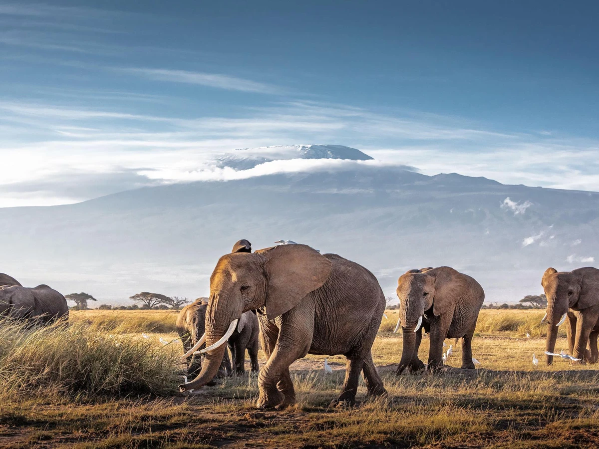 Exploring Kenya’s National Parks: A Wildlife Odyssey
