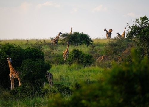 Discover the Beauty of Kenya: A Captivating Photographic Journey