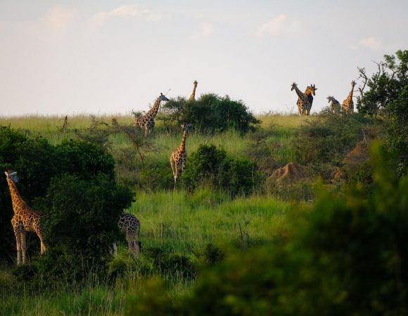 Discover the Beauty of Kenya: A Captivating Photographic Journey