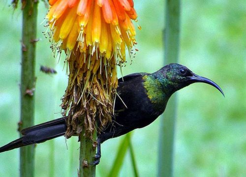 Discovering Kenya’s Premier Birding Destinations