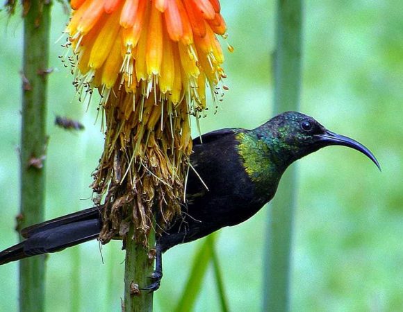 Discovering Kenya’s Premier Birding Destinations