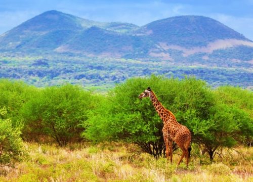 16 Day Kenya Safari: A Journey of Discovery