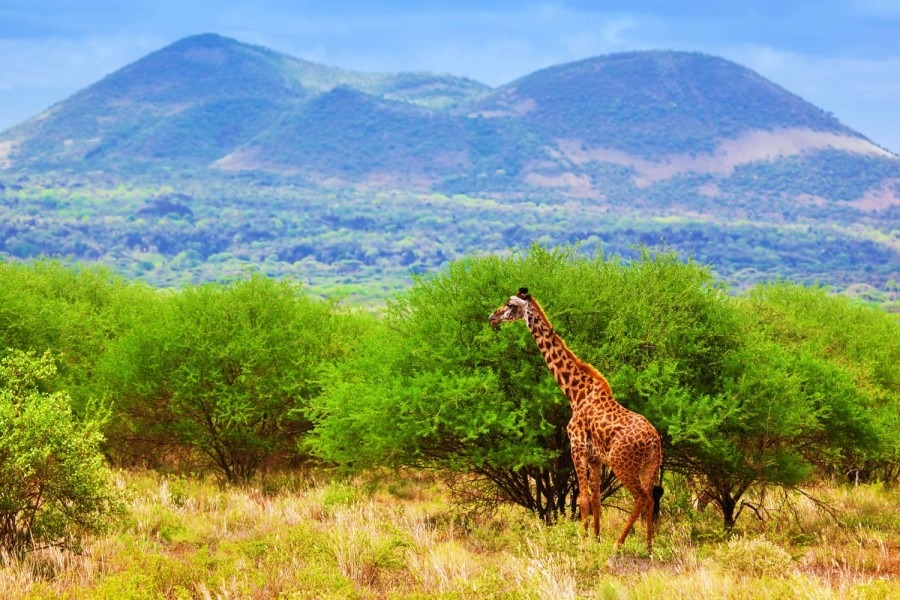 16 Day Kenya Safari: A Journey of Discovery