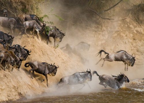 Unveiling the Extraordinary: Annual Wildebeest Migration in Kenya