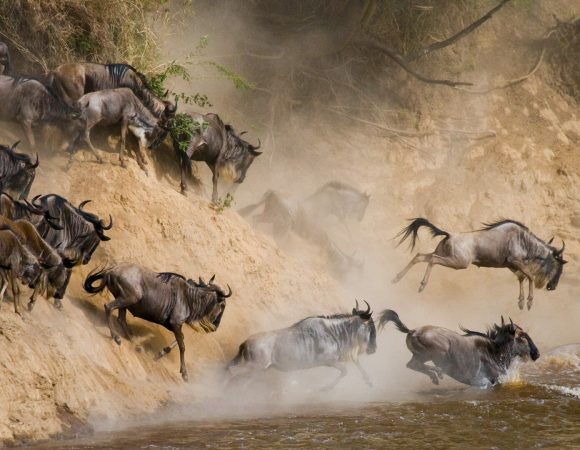 Unveiling the Extraordinary: Annual Wildebeest Migration in Kenya