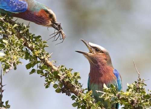 Birdwatching Extravaganza: Discovering Arabuko Sokoke, Taita Hills, and Tsavo West