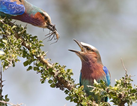 Birdwatching Extravaganza: Discovering Arabuko Sokoke, Taita Hills, and Tsavo West