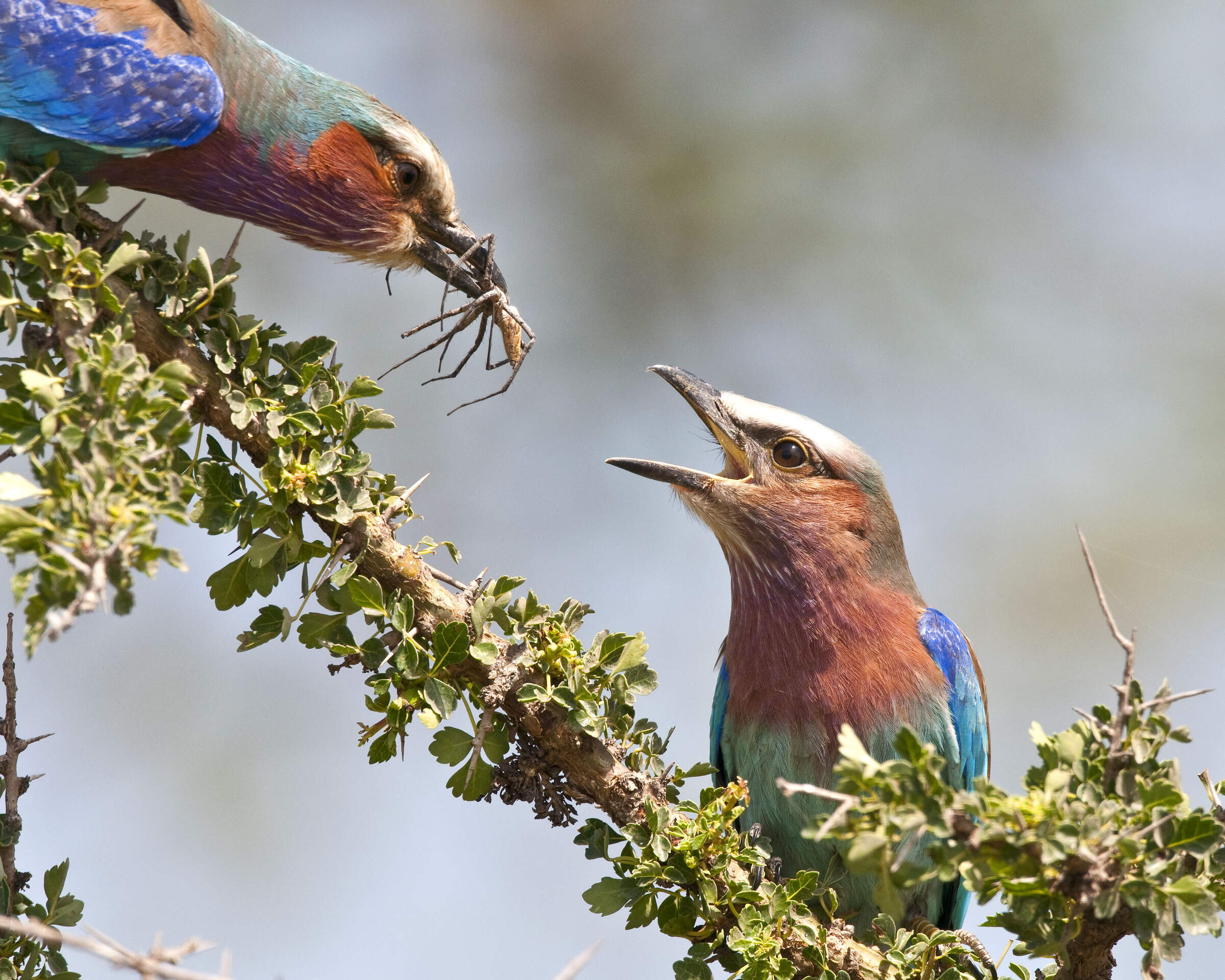 Birdwatching Extravaganza: Discovering Arabuko Sokoke, Taita Hills, and Tsavo West