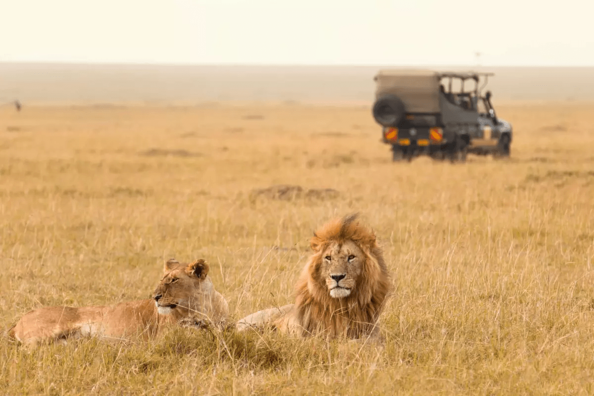 14 Day Fun Safari