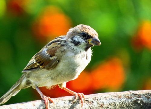 Bird Watching - Aberdares, Samburu, Nakuru, Maasai Mara: A Birdwatcher's Paradise