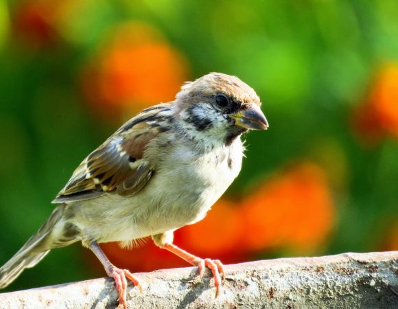 Bird Watching - Aberdares, Samburu, Nakuru, Maasai Mara: A Birdwatcher's Paradise