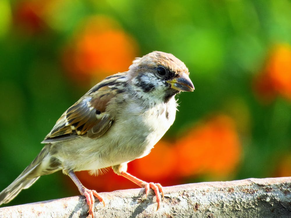 Bird Watching - Aberdares, Samburu, Nakuru, Maasai Mara: A Birdwatcher's Paradise