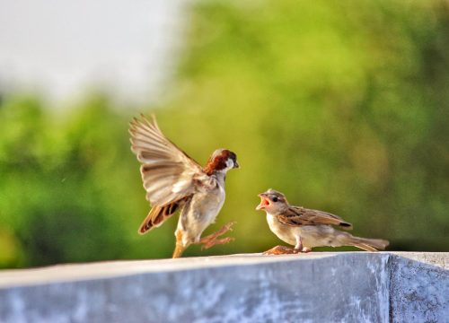 Bird Watching in Naivasha, Kakamega, Kisumu, and Maasai Mara: A Bird Enthusiast's Paradise