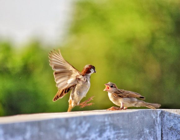 Bird Watching in Naivasha, Kakamega, Kisumu, and Maasai Mara: A Bird Enthusiast's Paradise