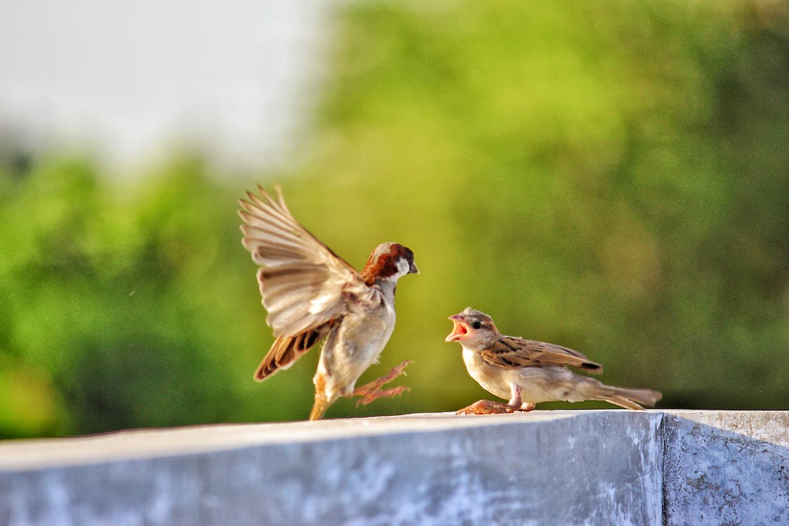 Bird Watching in Naivasha, Kakamega, Kisumu, and Maasai Mara: A Bird Enthusiast's Paradise