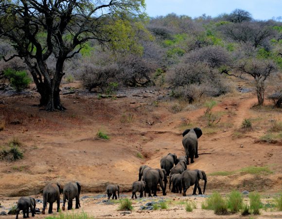 Kenya for Families: Fun-Filled Adventures for All Ages