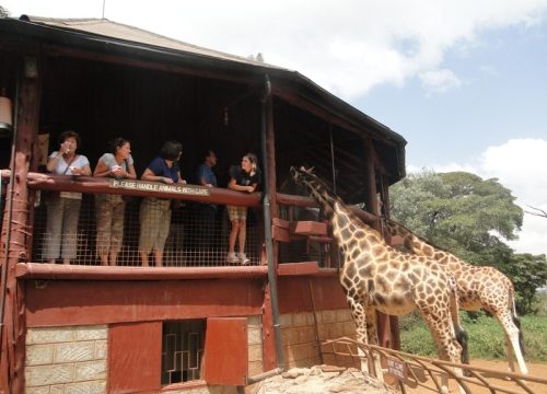 Day tour of  Giraffe Centre