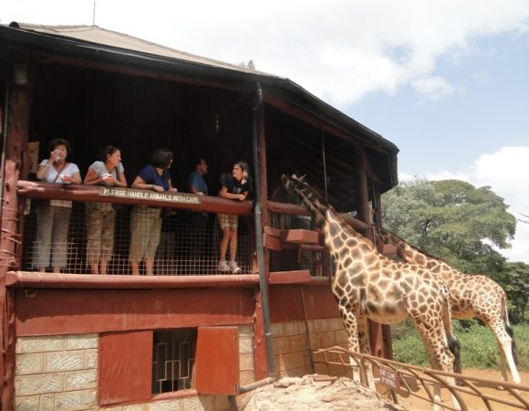 Day tour of  Giraffe Centre