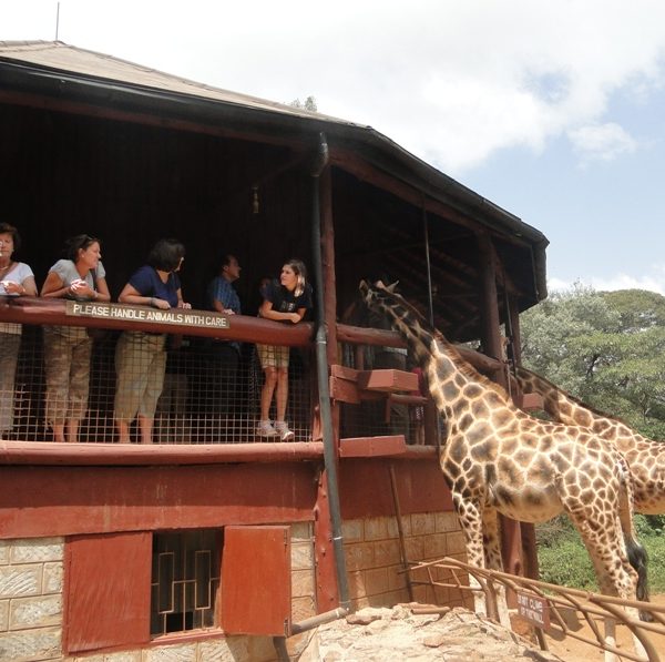 Day tour of  Giraffe Centre