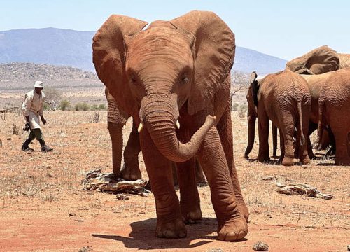 Tour of  Sheldrick Wildlife Trust and Karen Attractions