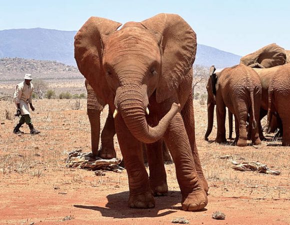 Tour of  Sheldrick Wildlife Trust and Karen Attractions