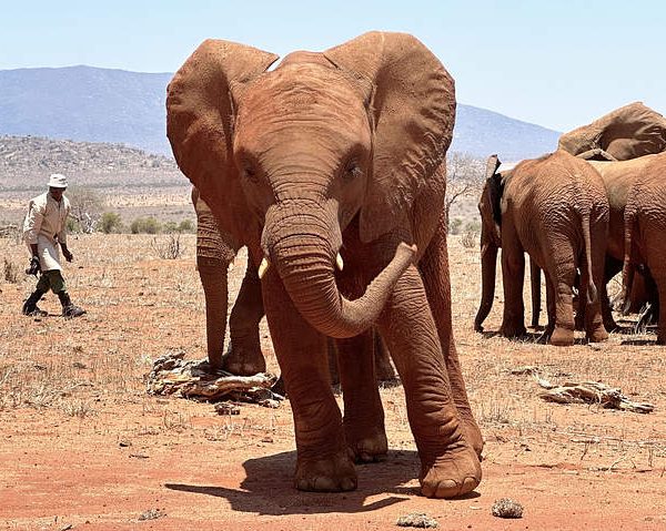 Tour of  Sheldrick Wildlife Trust and Karen Attractions