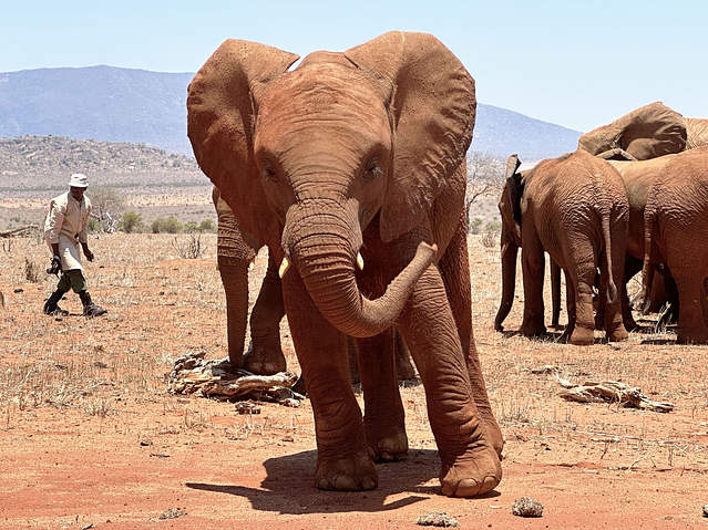 Tour of  Sheldrick Wildlife Trust and Karen Attractions