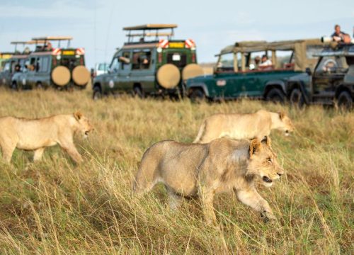 Safari Wonderland: Celebrating Christmas in the Heart of Masai Mara