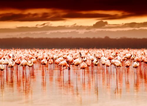 Lake Nakuru