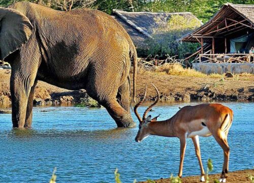 Amboseli vs. Tsavo: Which Southern Kenya Safari Park Is Right for You?