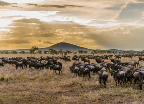 Maasai Mara vs Serengeti: Which Safari Should You Choose in 2025?