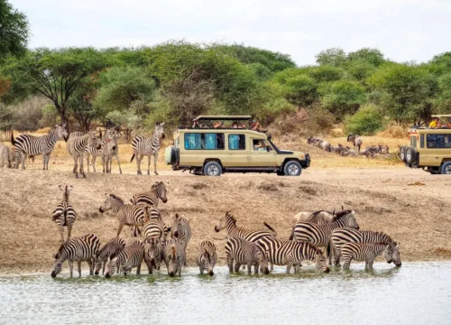 Last-Minute Kenya Safari Deals: How to Snag Discounts