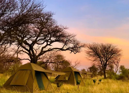 Luxury vs. Budget Kenya Safaris: What’s Worth the Splurge?